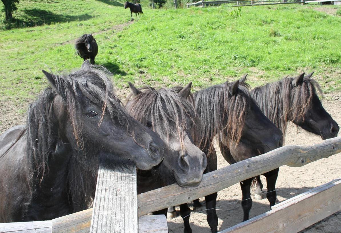 Rezydencja Lesny Dwor Piwniczna-Zdroj Extérieur photo